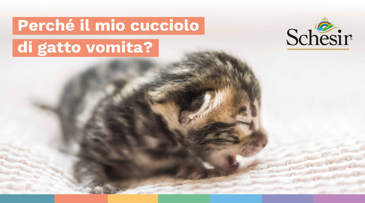 gatto vomita crocchette e liquido Voopoo Doric Se VooPoo Doric 20 SE 1200mAh Pod System Starter Kit With  Refillable 2ML DORIC main image 0