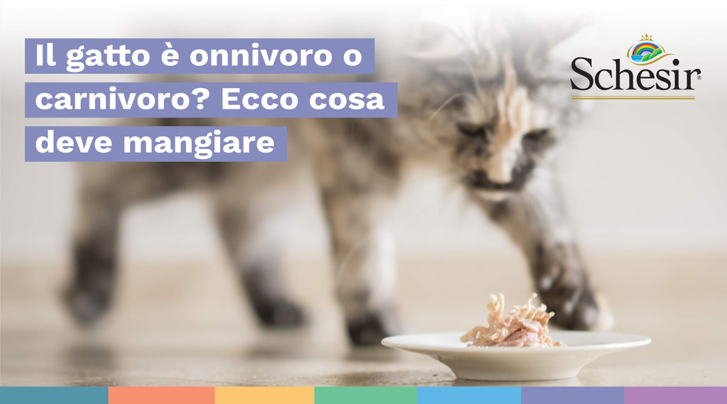 Il gatto è onnivoro o carnivoro? Ecco cosa deve mangiare