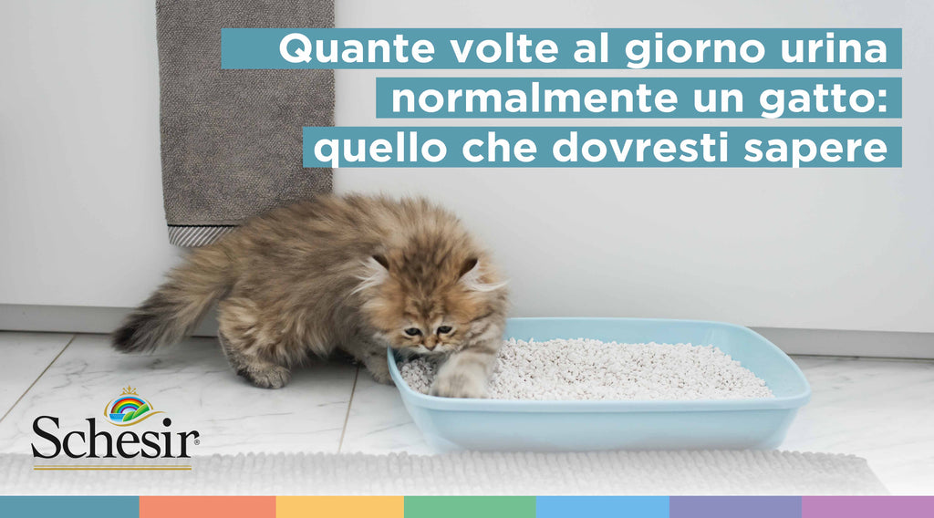 Quante volte al giorno urina normalmente un gatto: quello che dovresti sapere