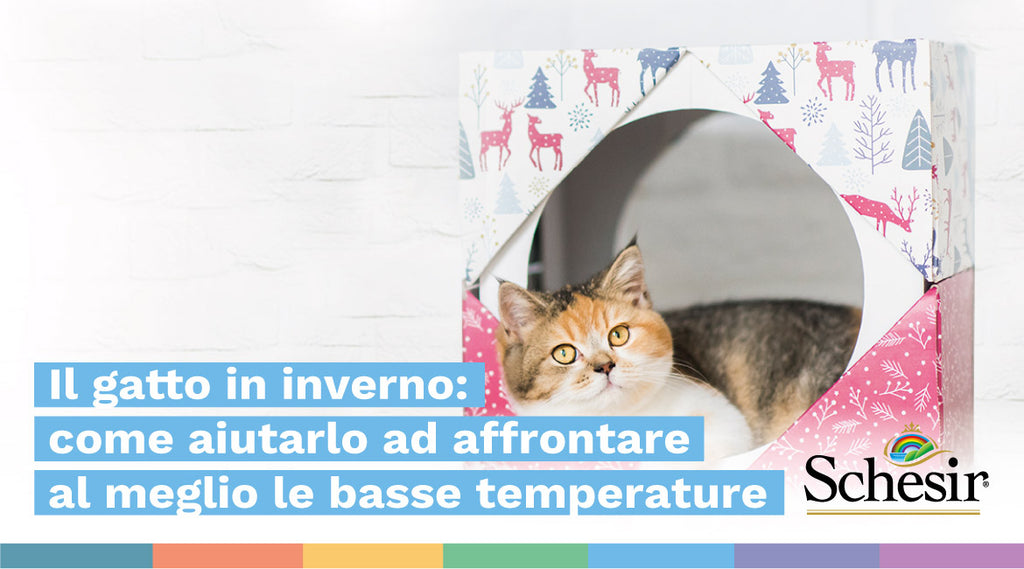 Il gatto in inverno: come aiutarlo ad affrontare al meglio le basse temperature
