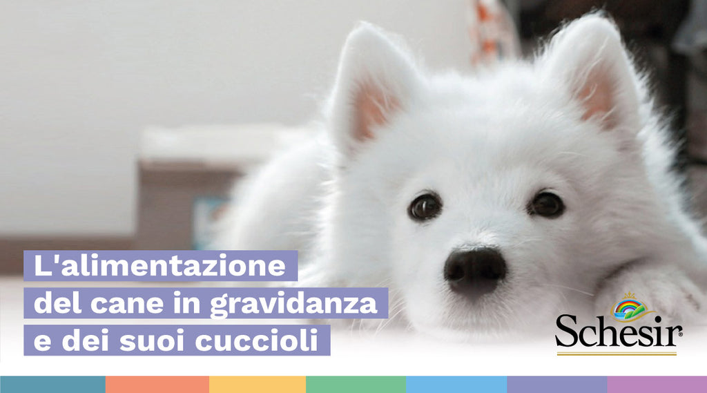 L'alimentazione del cane in gravidanza e dei suoi cuccioli