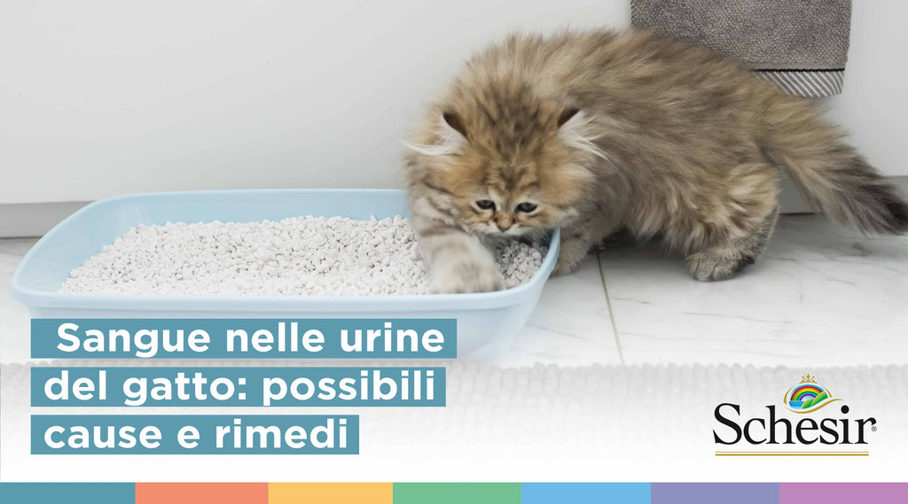 Sangue nelle urine del gatto: possibili cause e rimedi