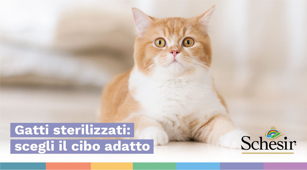 Cibo umido per gatti sterilizzati: come scegliere quello adatto