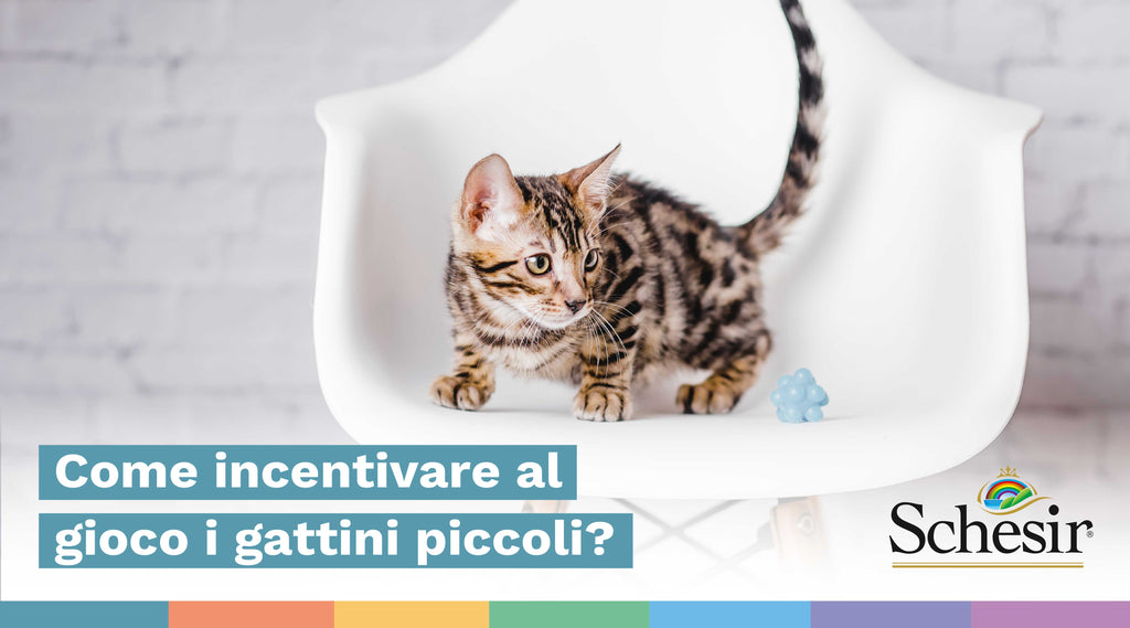 Come incentivare al gioco i gattini piccoli?