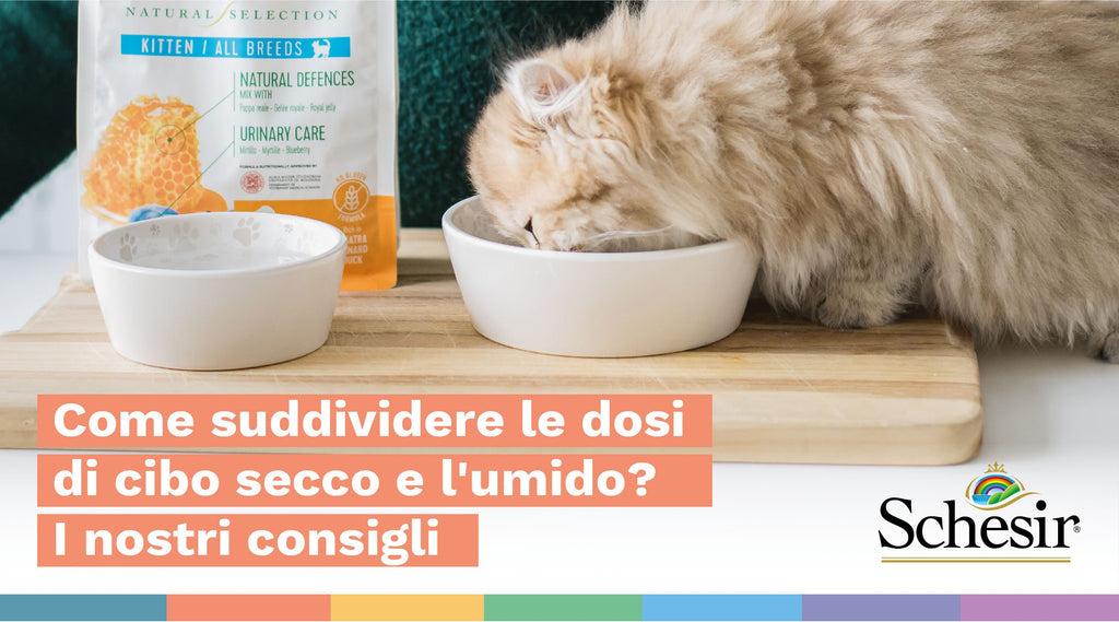 Quantità di cibo umido e secco per il gatto: come suddividere le dosi?
