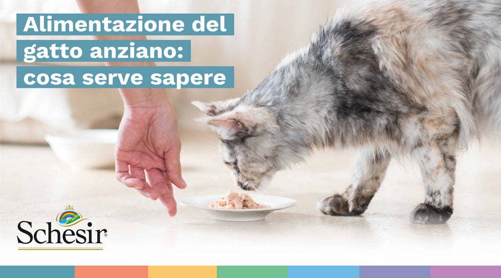 Alimentazione del gatto anziano: cosa serve sapere