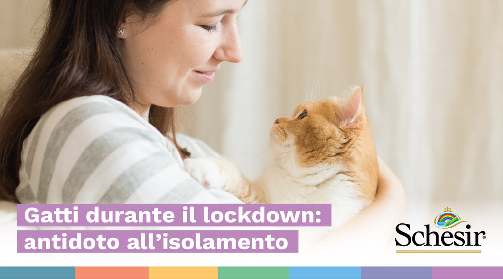 Gatti durante il lockdown: antidoto all’isolamento