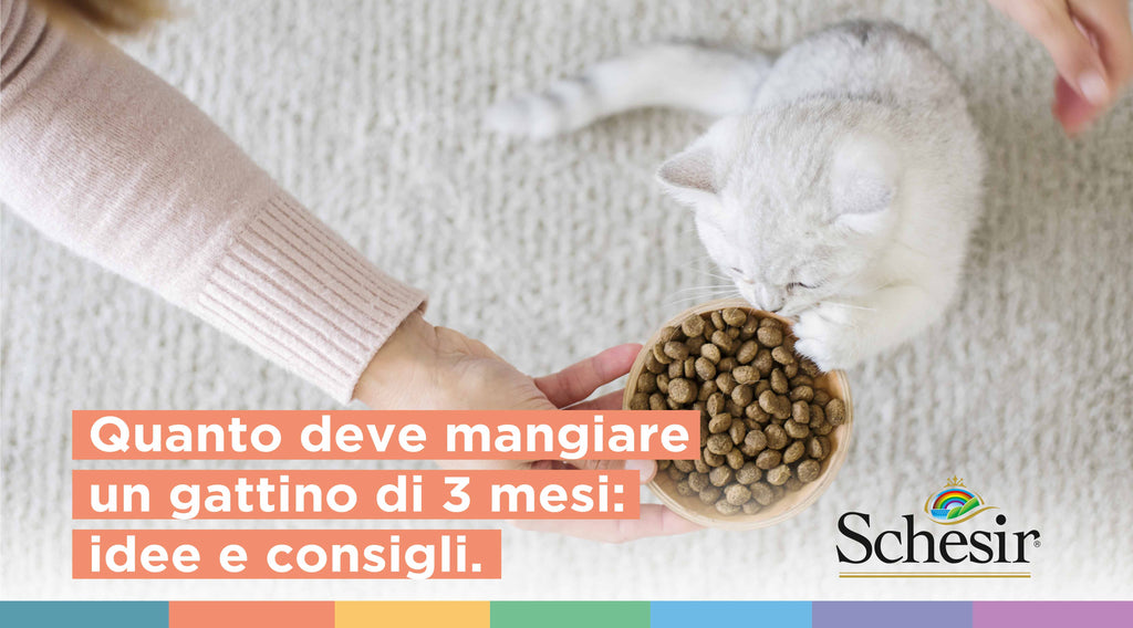 Quanto deve mangiare un gattino di 3 mesi: idee e consigli