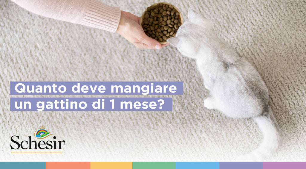 Quanto deve mangiare un gattino di 1 mese?