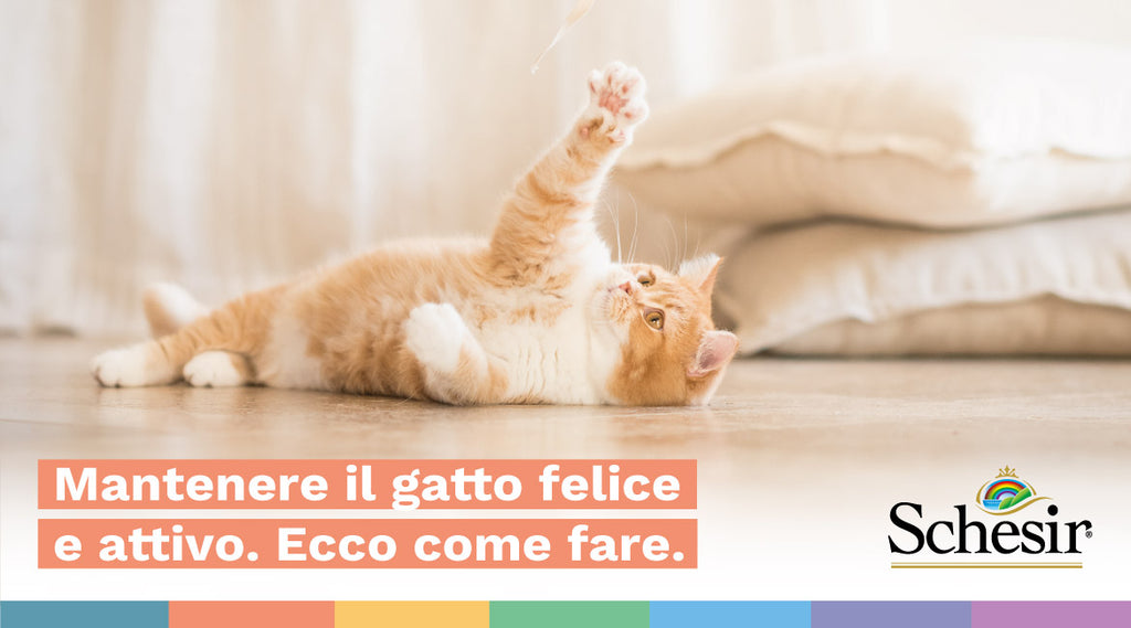 Mantenere il gatto felice e attivo. Ecco come fare