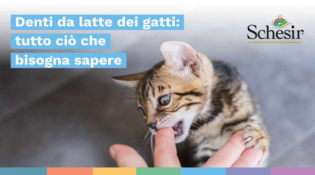Denti da latte dei gatti: tutto ciò che bisogna sapere