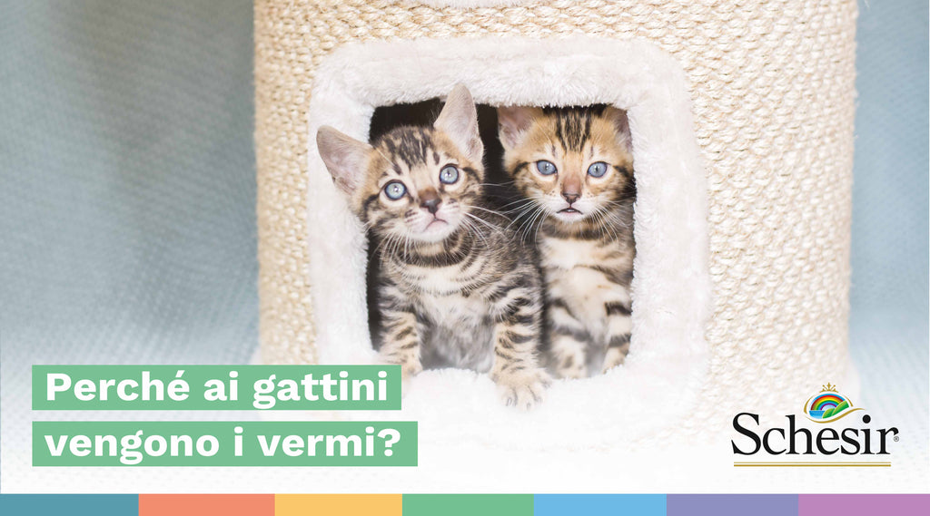 Perché ai gattini vengono i vermi?