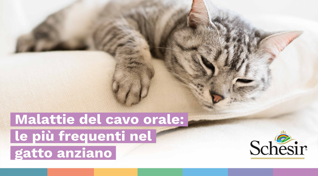 Malattie del cavo orale: le più frequenti nel gatto anziano