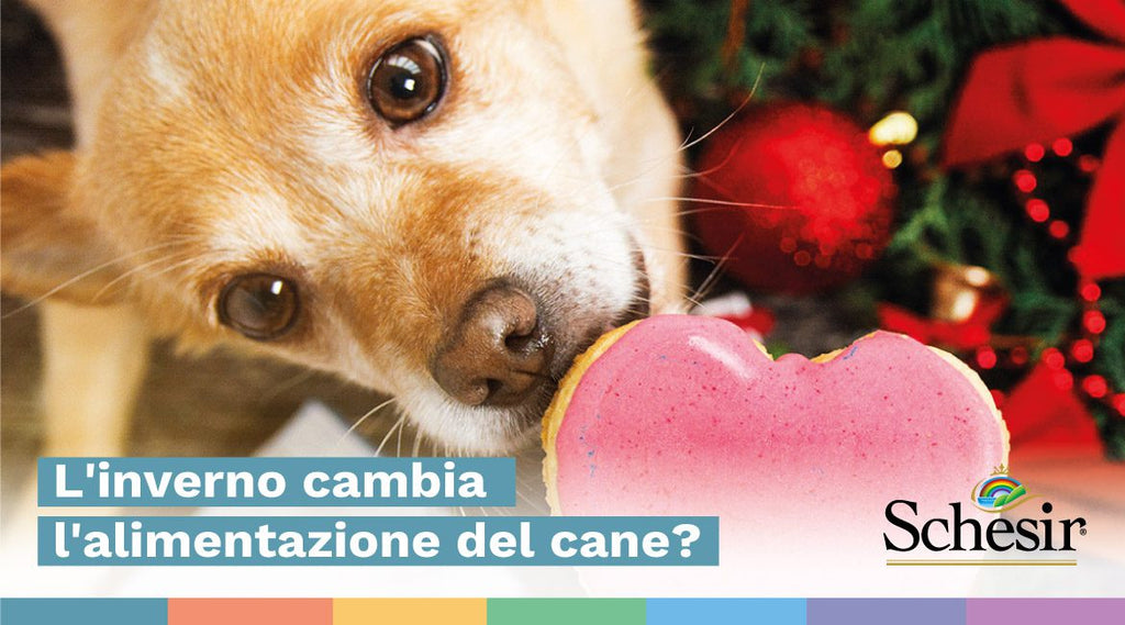 L'inverno cambia l'alimentazione del cane?