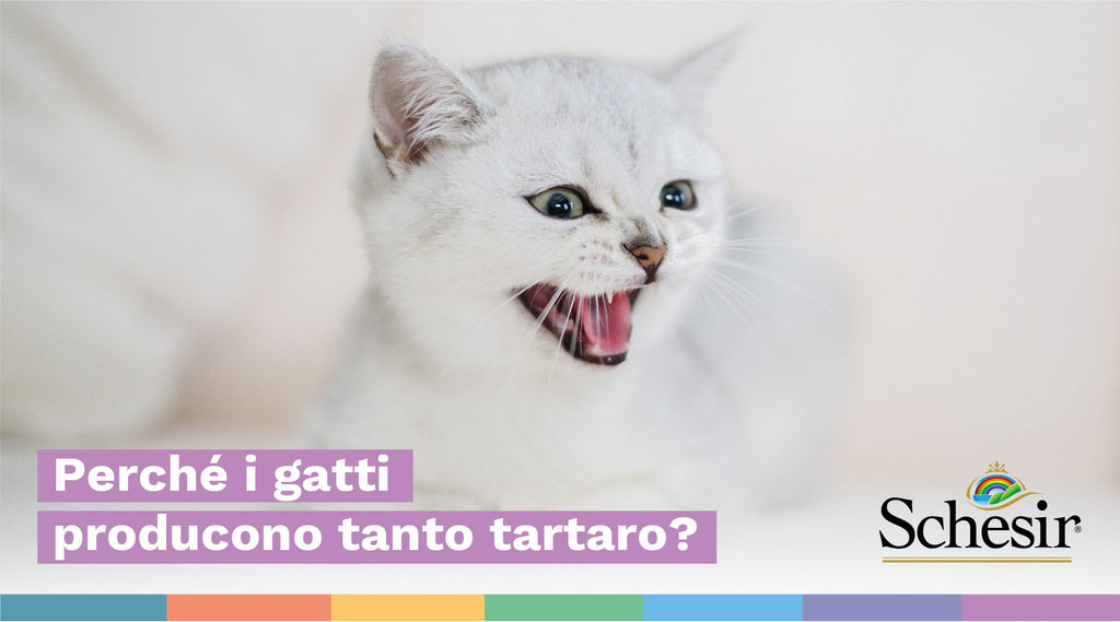 Perché i gatti producono tanto tartaro?