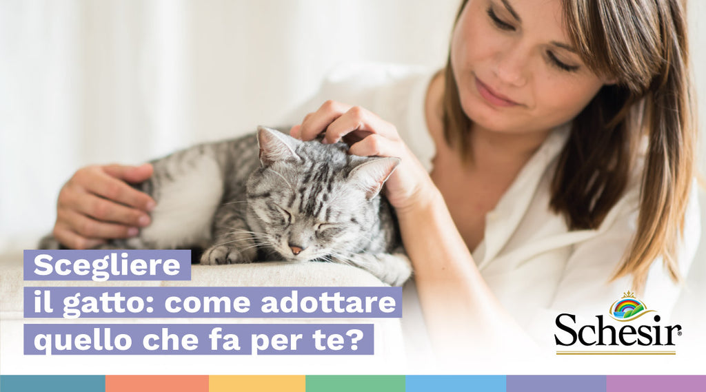 Scegliere il gatto: come adottare quello che fa per te?