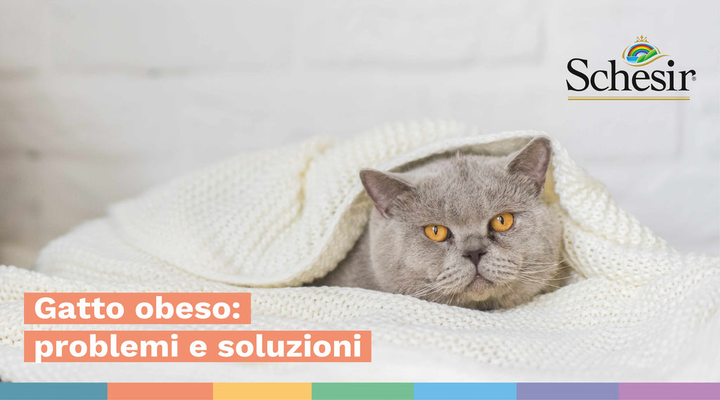 Gatto obeso: problemi, cosa fare, soluzioni