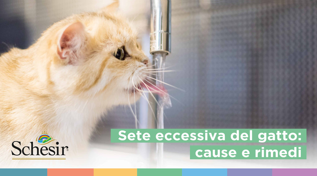 Sete eccessiva del gatto: cause e rimedi