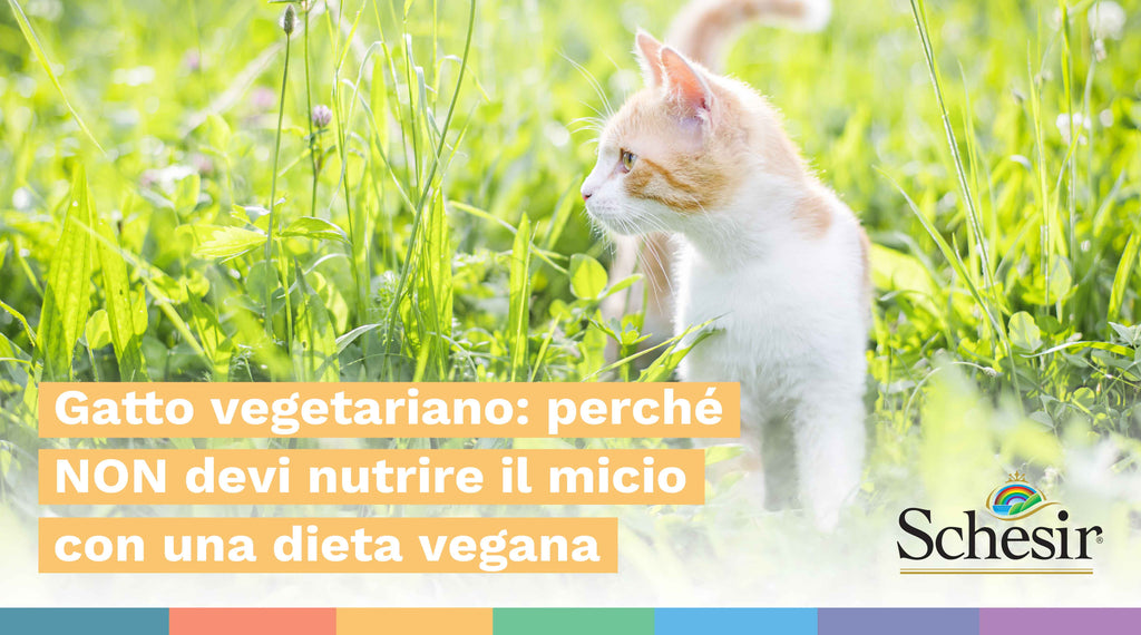 Gatto vegetariano: perché NON devi nutrire il micio con una dieta vegana