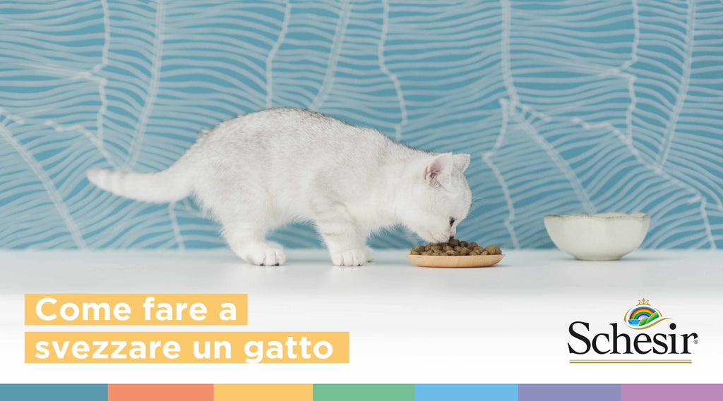 Come fare a svezzare un gatto: i nostri consigli