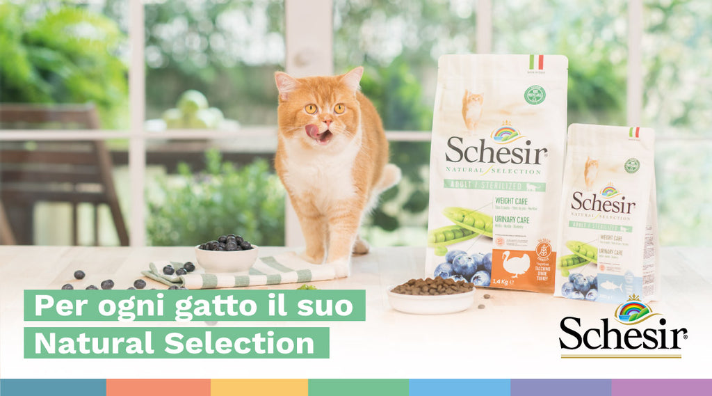 Per ogni gatto il suo Natural Selection