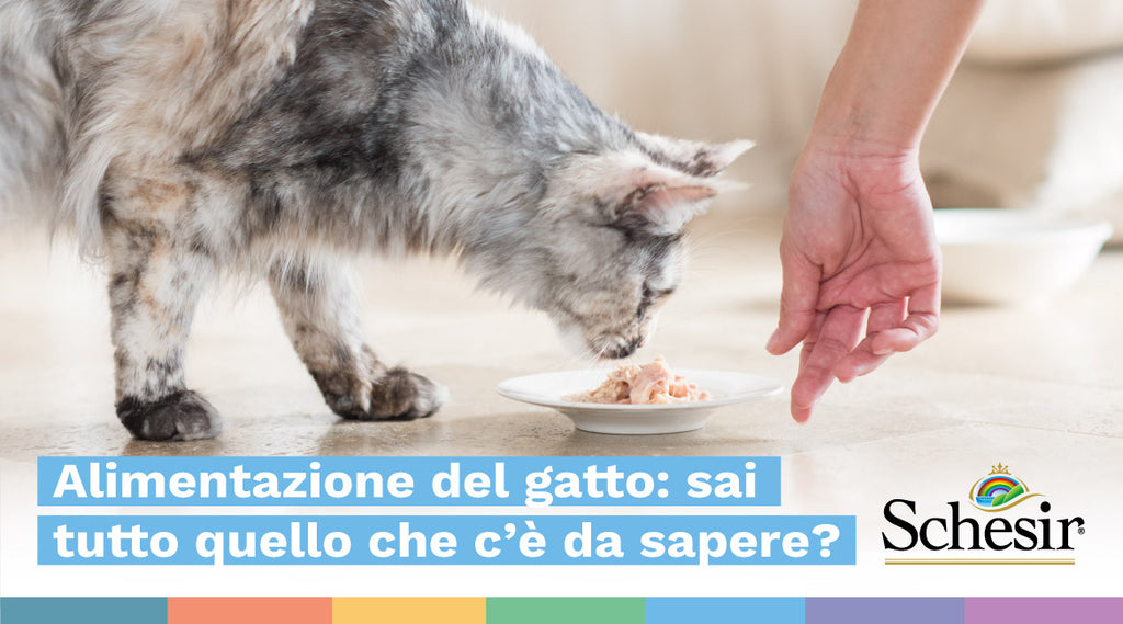 Alimentazione del gatto: sai tutto quello che c’è da sapere?