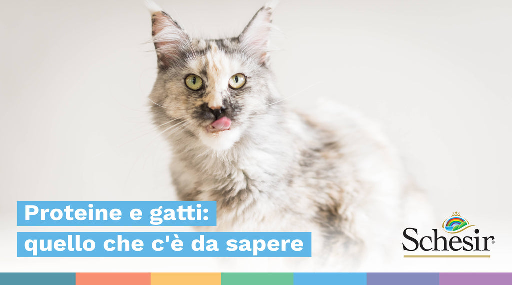 Proteine per gatti: quello che c'è da sapere
