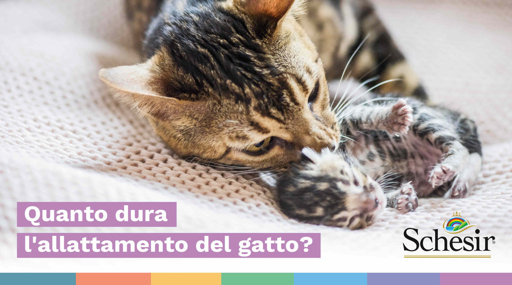 Quanto dura l'allattamento del gatto?