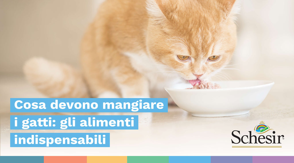 Cosa devono mangiare i gatti: gli alimenti indispensabili
