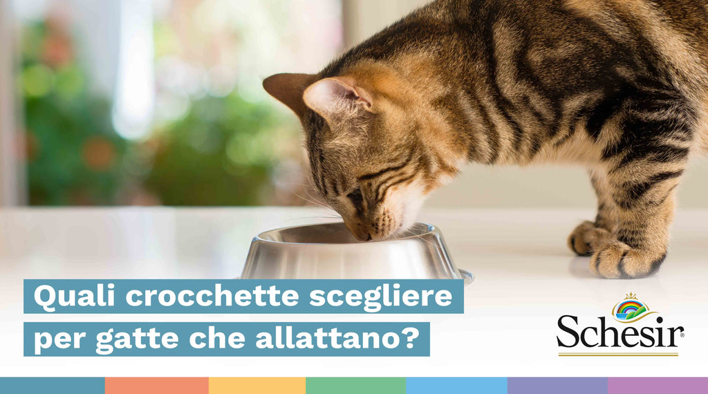Quali crocchette scegliere per gatte che allattano?