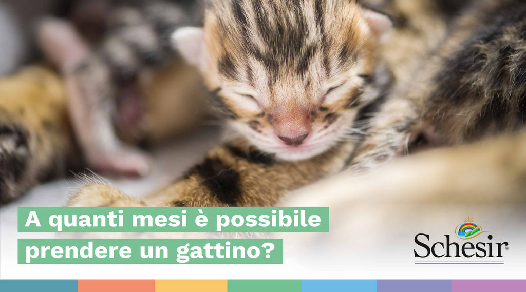 A quanti mesi è possibile prendere un gattino? | Schesir