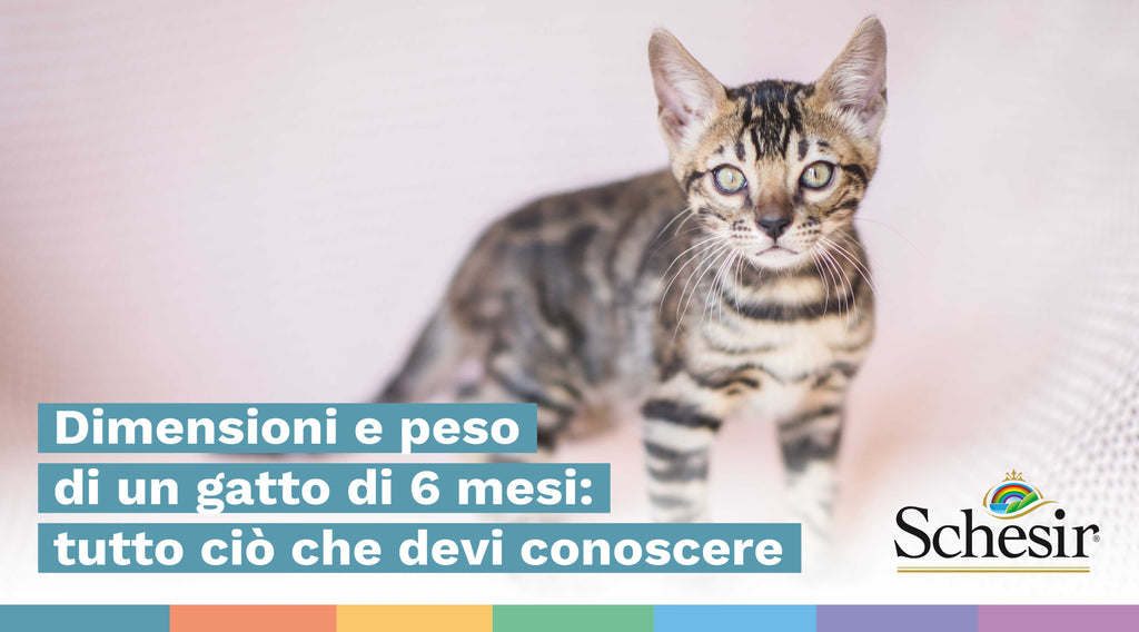Dimensioni e peso di un gatto di 6 mesi: tutto ciò che devi sapere