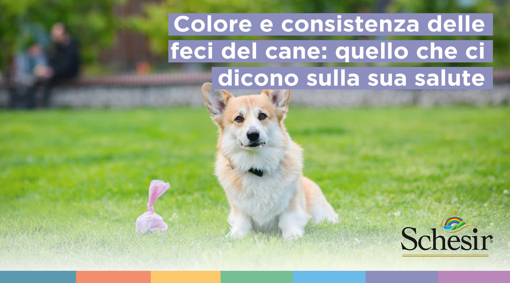Colore e consistenza delle feci del cane: quello che ci dicono sulla sua salute