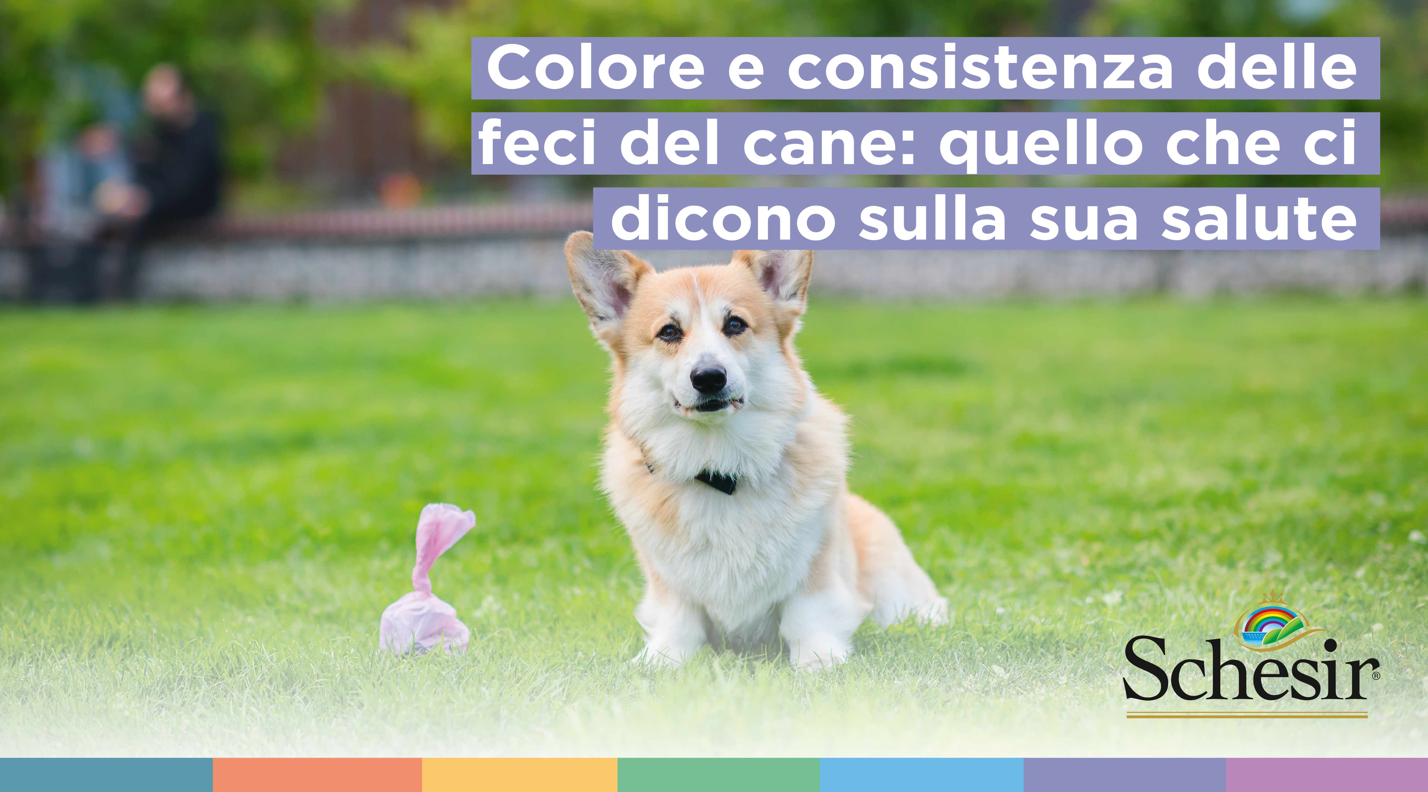 Colore e consistenza delle feci del cane: cosa dicono sulla sua salute | Schesir Colore e consistenza delle feci del cane: cosa dicono sulla sua salute | Schesir