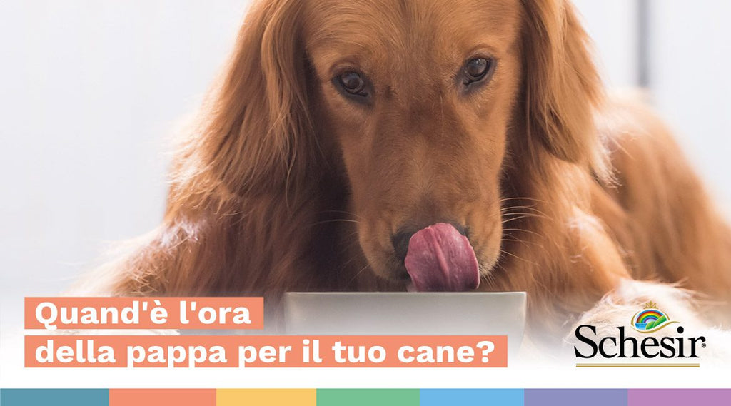 Quand'è l'ora della pappa per il tuo cane?