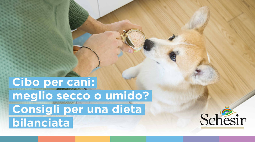 Cibo per cani: meglio secco o umido? Consigli per una dieta bilanciata