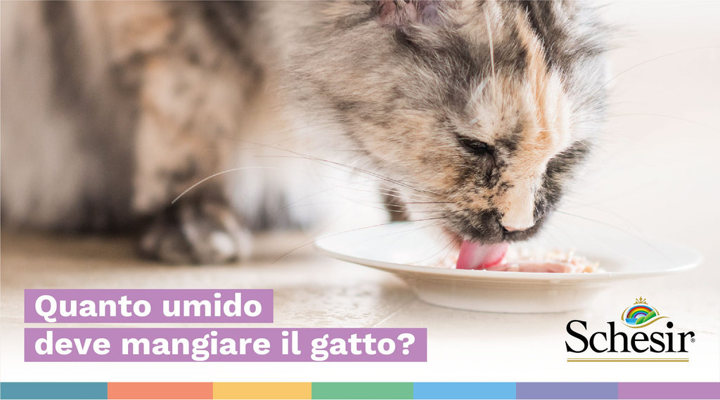 Quanto umido deve mangiare il gatto?