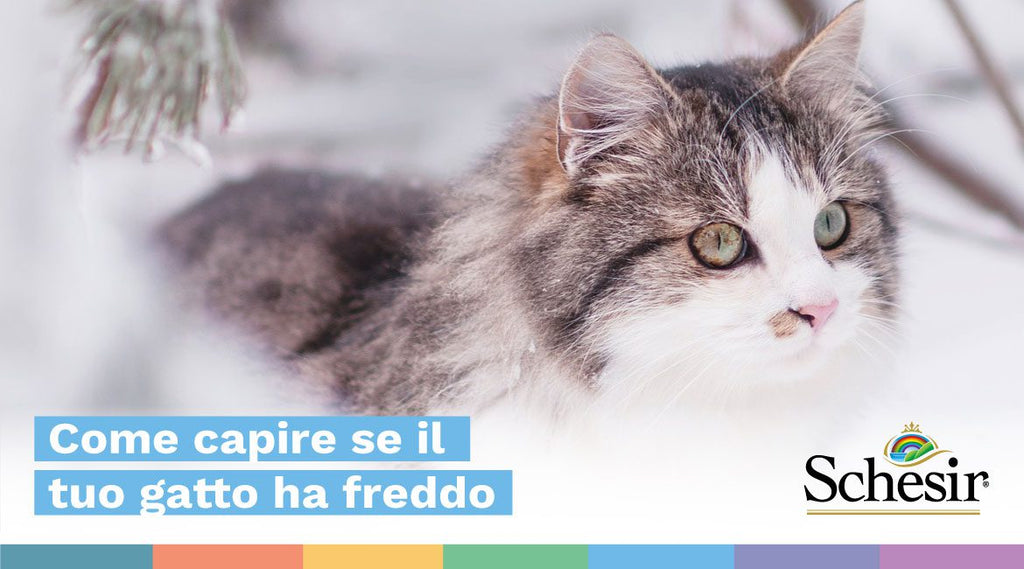Come capire se il tuo gatto ha freddo