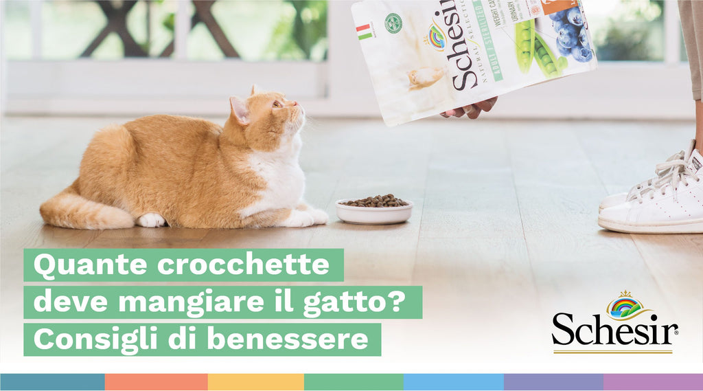 Quante crocchette deve mangiare il gatto? Consigli di benessere