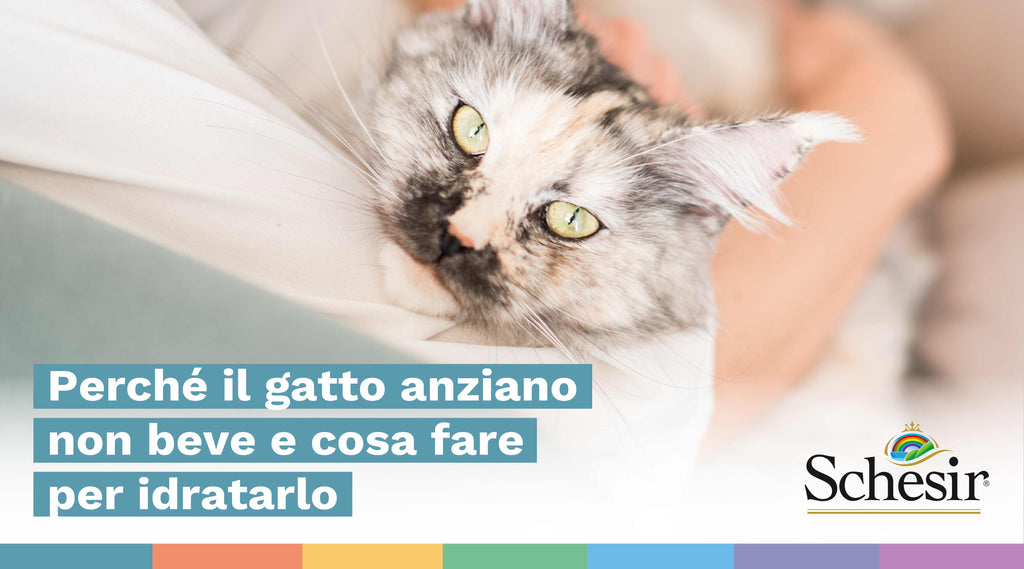 Perché il gatto anziano non beve e cosa fare per idratarlo