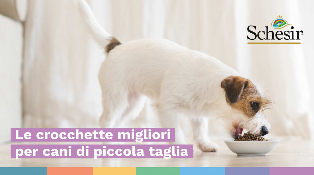 Le crocchette migliori per cani di piccola taglia