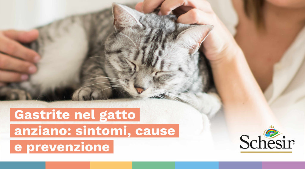 Gastrite nel gatto anziano: sintomi, cause e prevenzione
