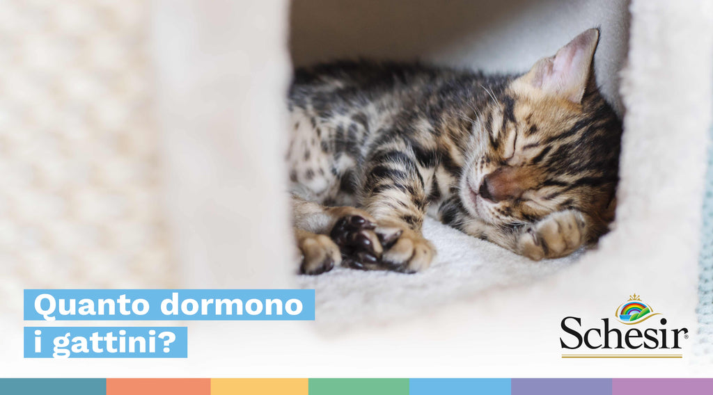 Quanto dormono i gattini?
