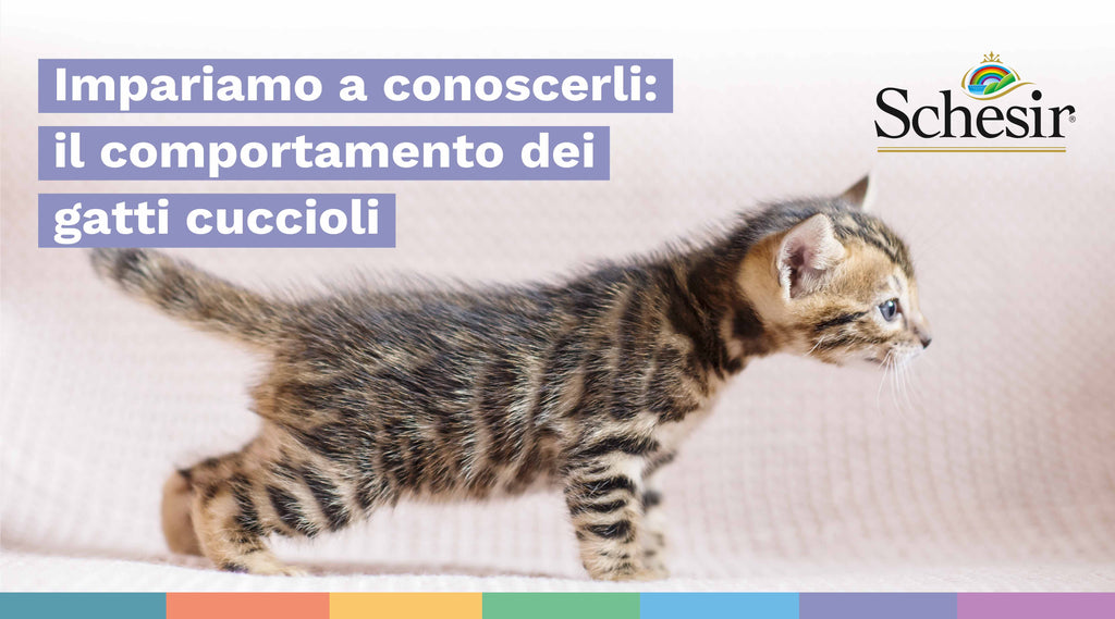 Comportamento dei gatti cuccioli: impariamo a conoscerli