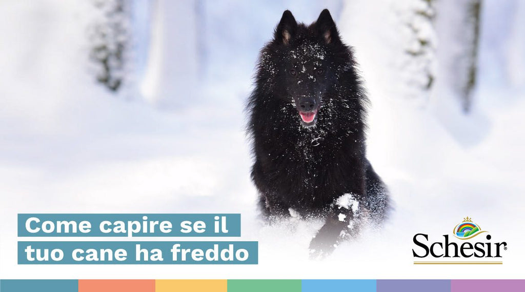 Come capire se il tuo cane ha freddo