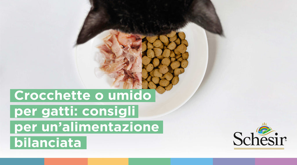 Crocchette o umido per gatti: consigli per un’alimentazione bilanciata