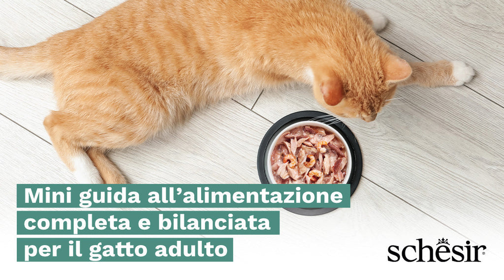 Mini guida all’alimentazione completa e bilanciata per il gatto adulto