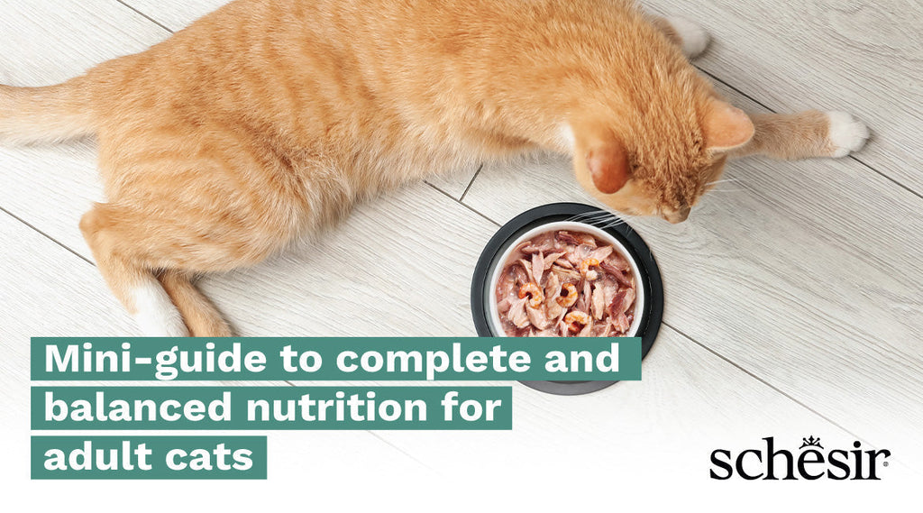 Mini-guide to complete and balanced nutrition for adult cats