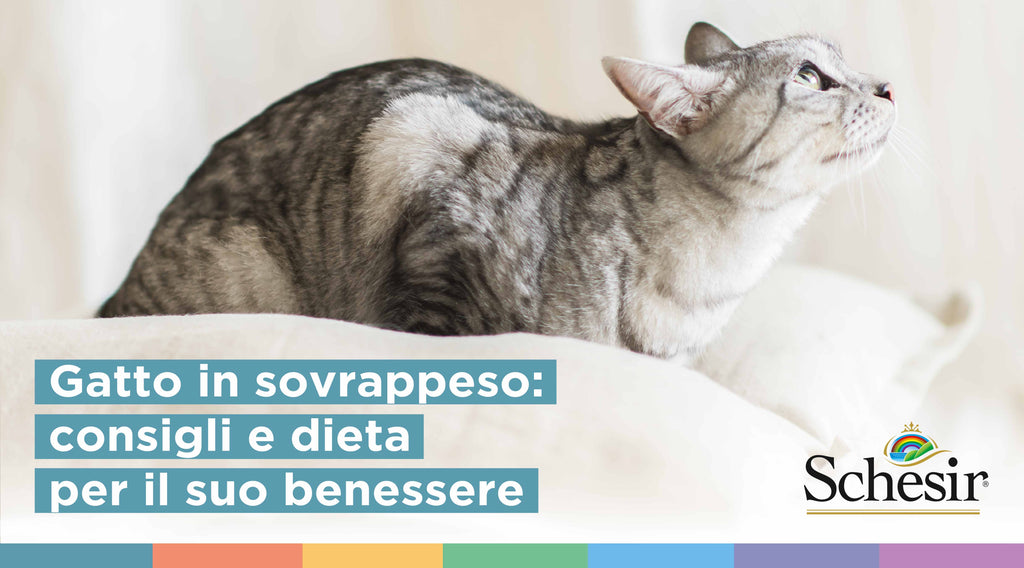 Gatto in sovrappeso: consigli e dieta per il suo benessere