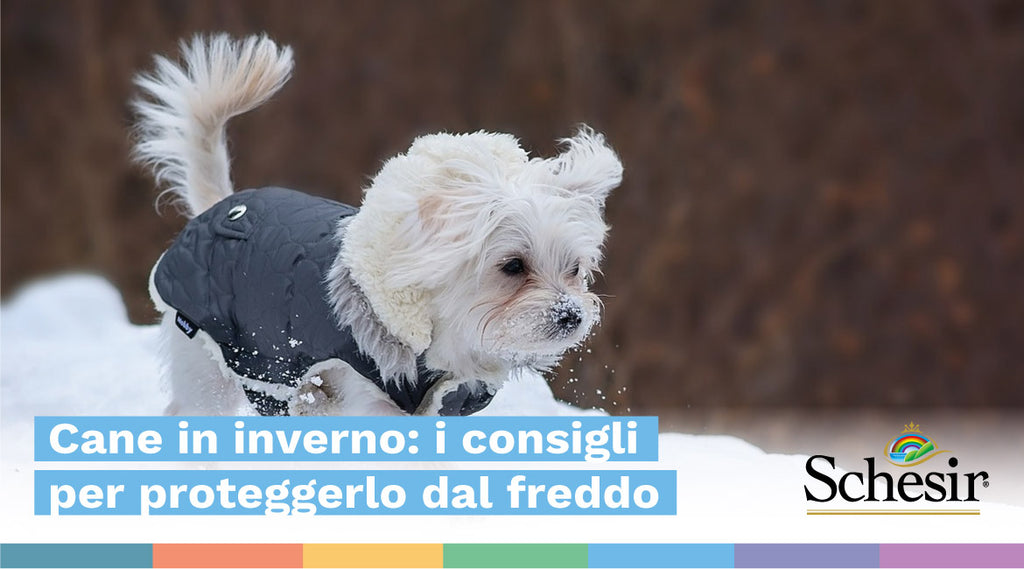 Cane in inverno: come proteggerlo dal freddo